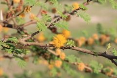 Vachellia caven