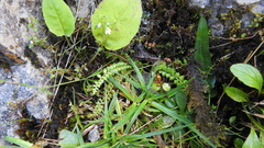 Asplenium viride