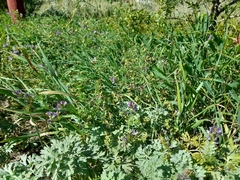 Medicago sativa