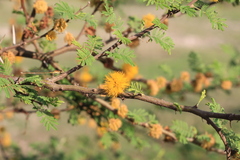 Vachellia caven