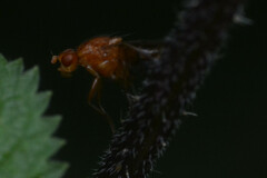 Dryomyzidae