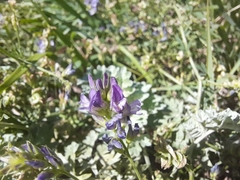 Medicago sativa