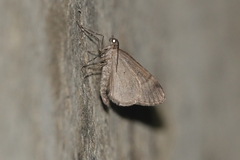 Larentiinae