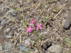 Centaurium