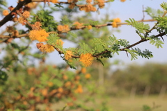 Vachellia caven