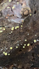 Calycina citrina