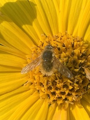 Bombyliini