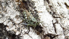 Melanoplus punctulatus