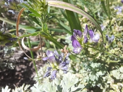 Medicago sativa