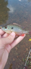 Lepomis megalotis
