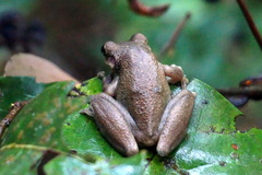 Scinax