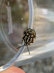 Carpocoris