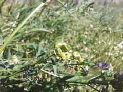 Medicago sativa