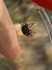 Carpocoris