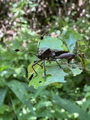 Pachylis acutangulus