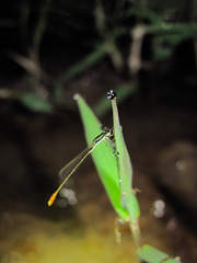 Agriocnemis femina oryzae