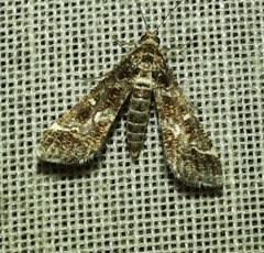 Diasemiopsis ramburialis