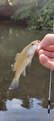 Micropterus dolomieu