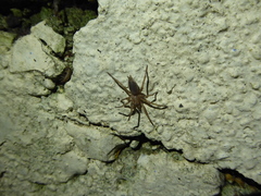 Scotophaeus blackwalli