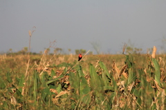 Amblyramphus holosericeus