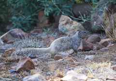 Otospermophilus variegatus