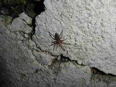 Scotophaeus blackwalli