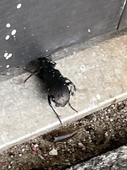 Calosoma