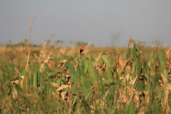 Amblyramphus holosericeus