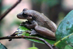 Scinax
