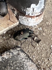 Calosoma