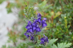 Aconitum variegatum