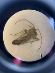 Adelphocoris