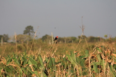 Amblyramphus holosericeus