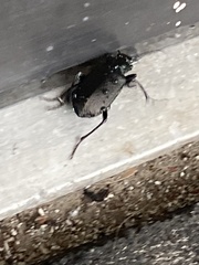 Calosoma