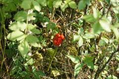 Arum elongatum