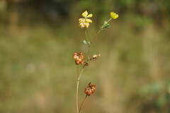 Trifolium campestre