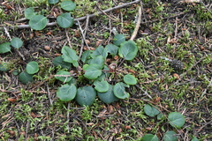 Pyrola chlorantha