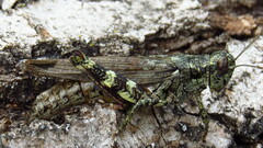Melanoplus punctulatus