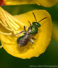 Augochlorella aurata