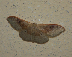 Idaea degeneraria