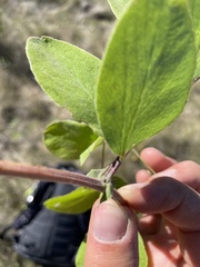 Lathyrus ochroleucus