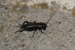 Gryllus campestris