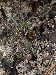 Colletes hederae