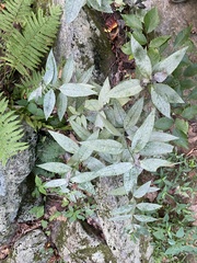 Chelone glabra