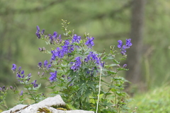 Aconitum variegatum