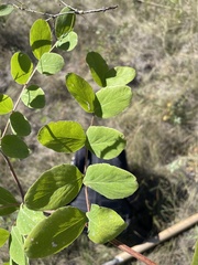 Lathyrus ochroleucus