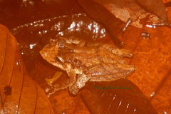 Scinax