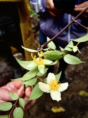 Philadelphus mexicanus