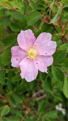 Rosa woodsii