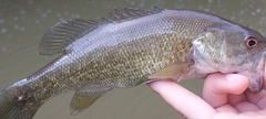 Micropterus punctulatus